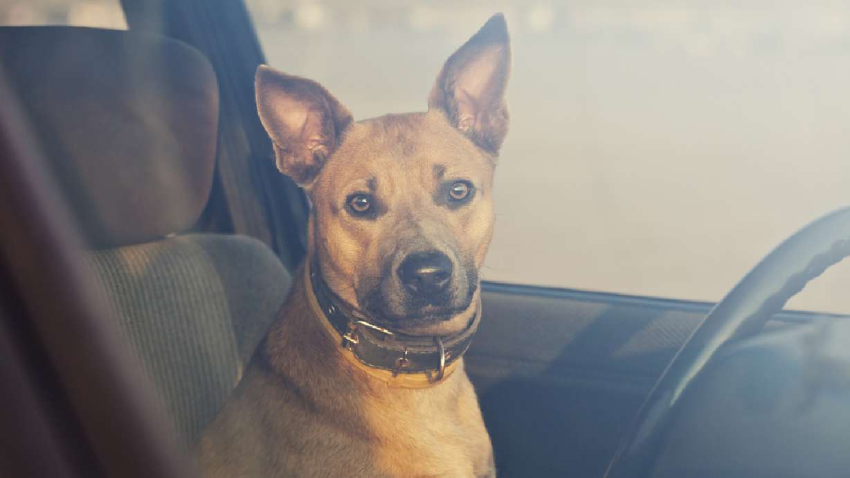 Police declare zero tolerance policy following canine's death in hot car