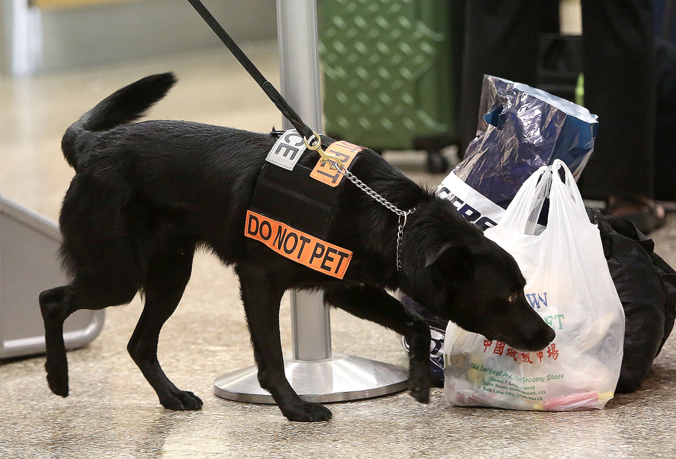 Bobby sniffs bags while working with K-9 officer Jacob Haggerty at the Salt Lake City International Airport in Salt Lake City on Tuesday, June 13, 2017. (Photo: Kristin Murphy, Deseret News)