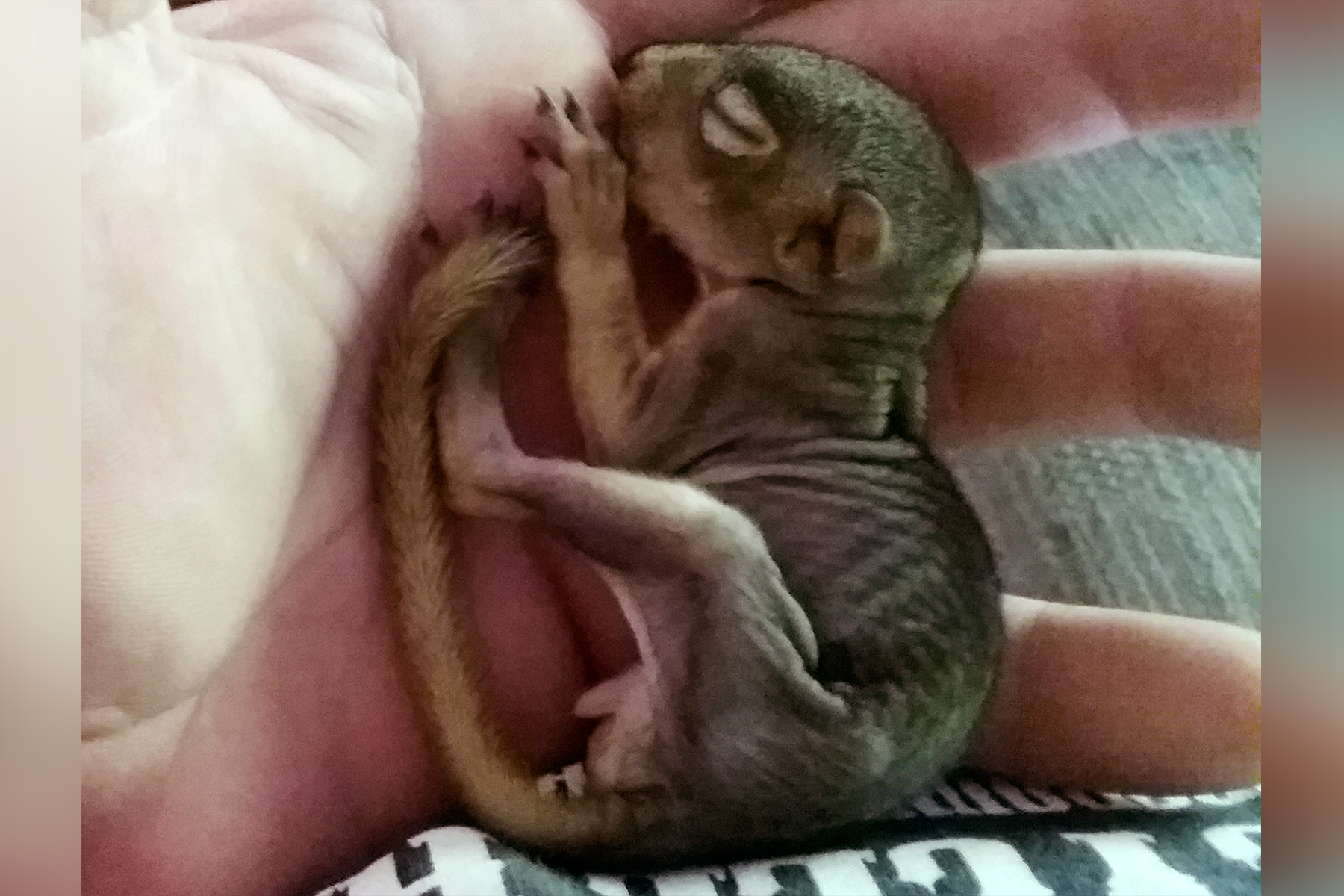 Pet squirrel that foiled Idaho home burglary returns to wild