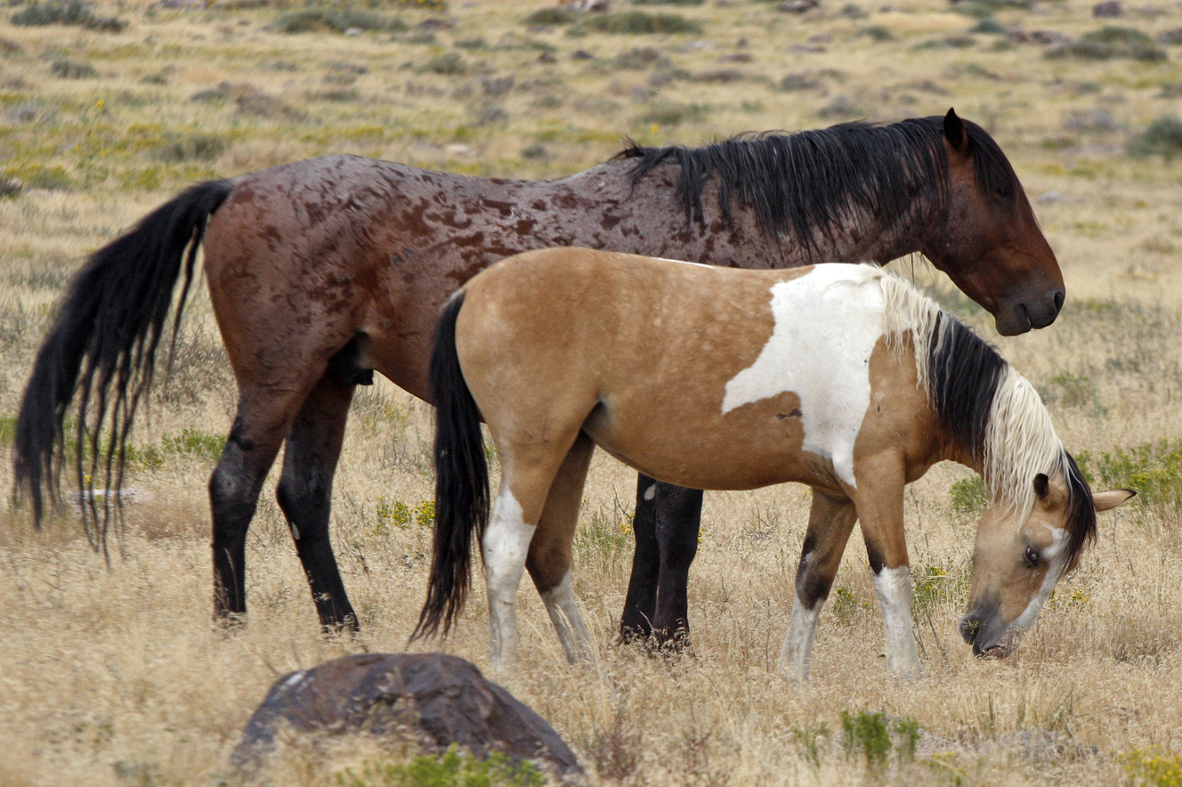 National wild horse forum planned in Utah; Zinke may attend
