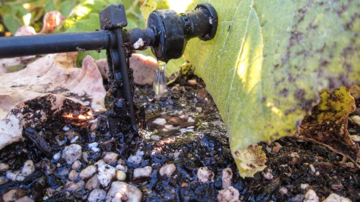 The dirt on drip irrigation: When to use it
