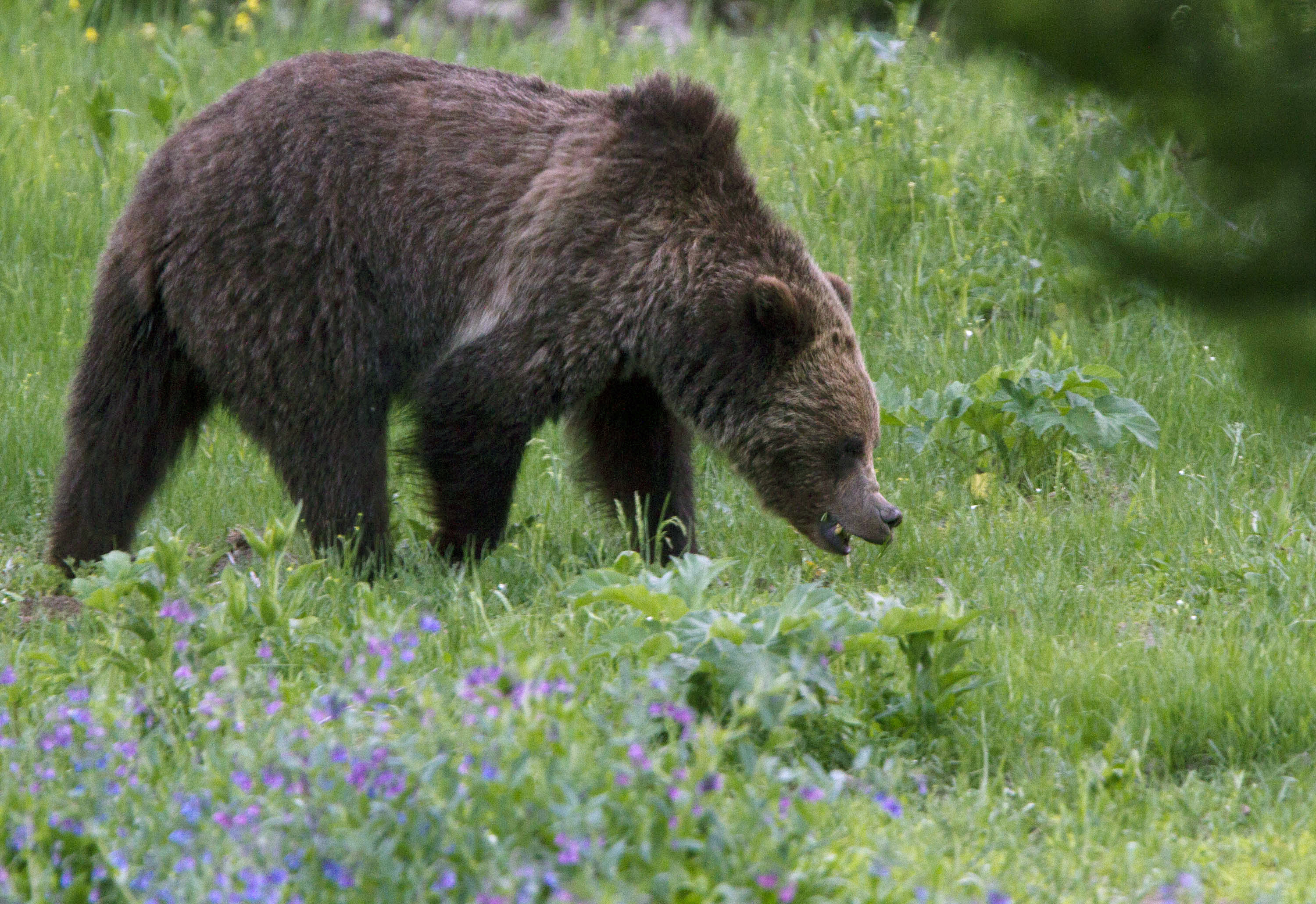 US officials to lift Yellowstone grizzly bear protections