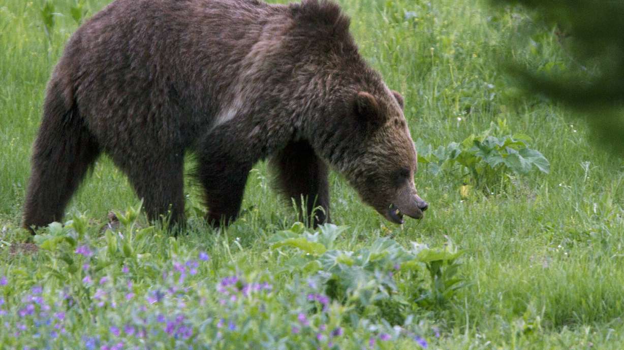 Groups challenge US plan to lift grizzly bear protections