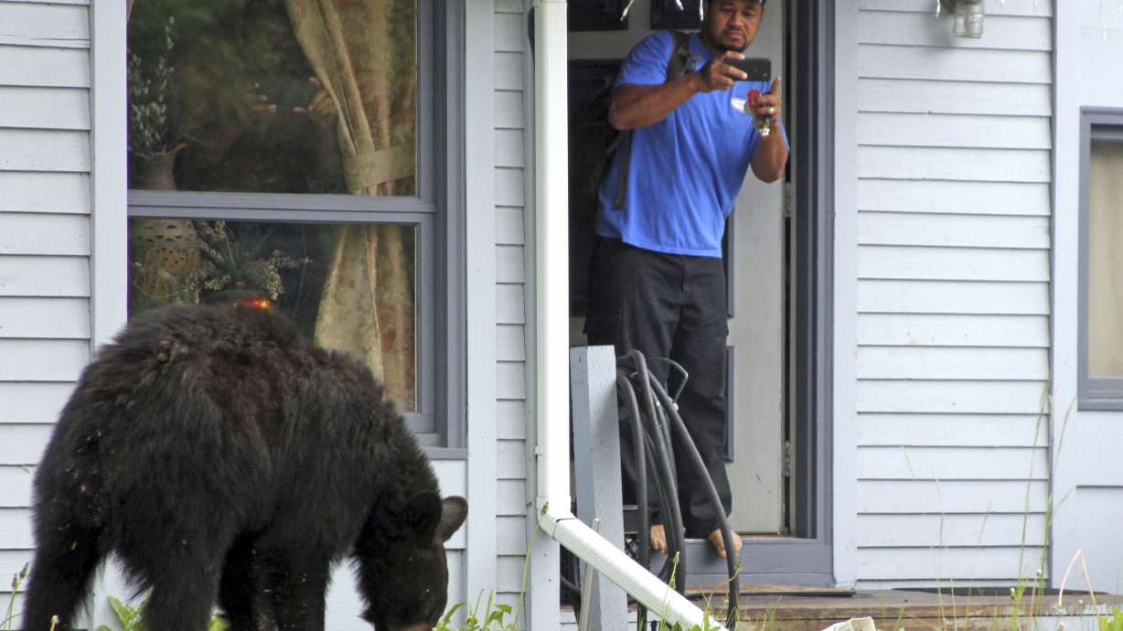 Young black bear roams Anchorage neighborhood, raids trash