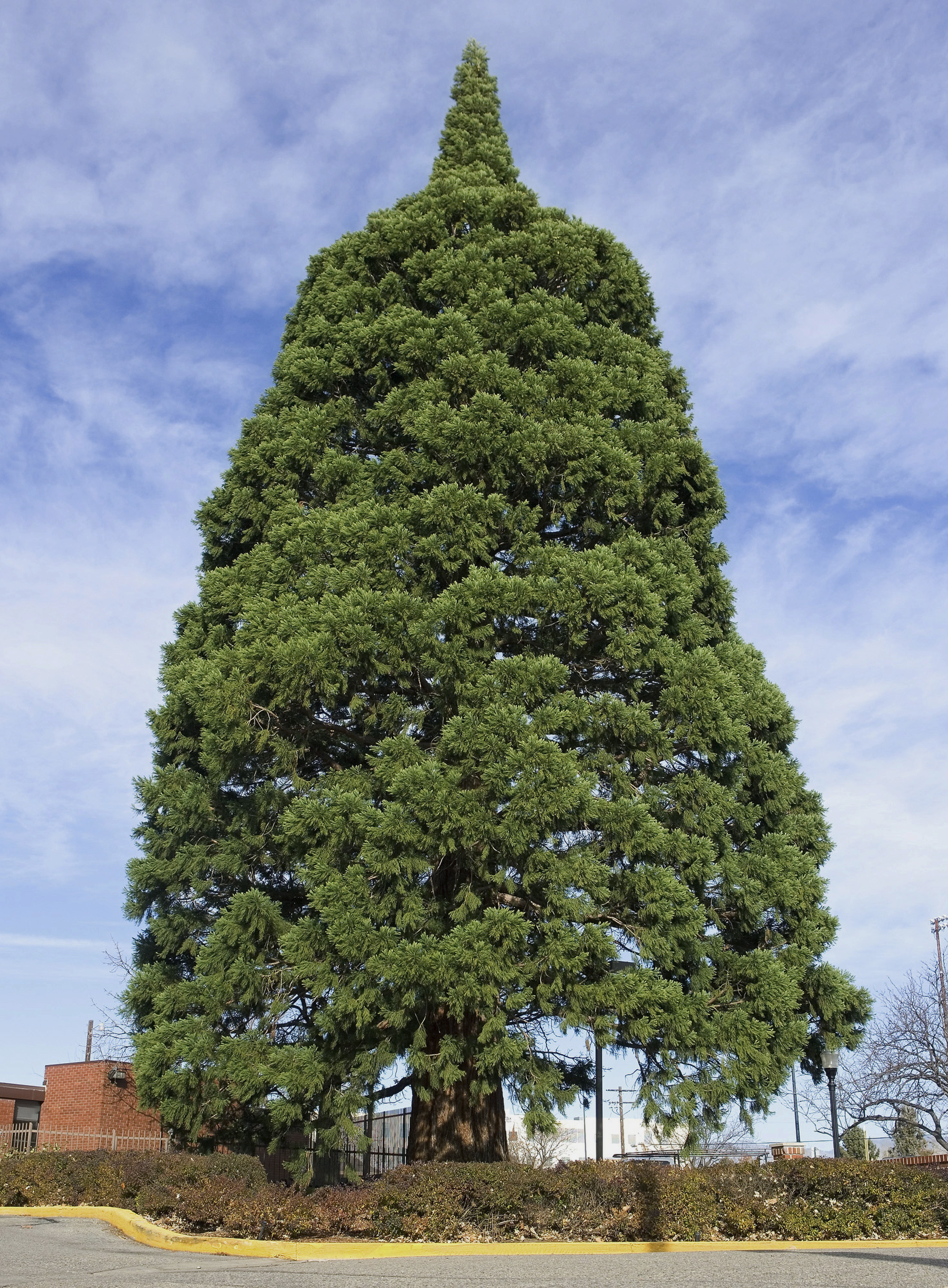Rolling sequoia: Idaho tree tied to John Muir set for move