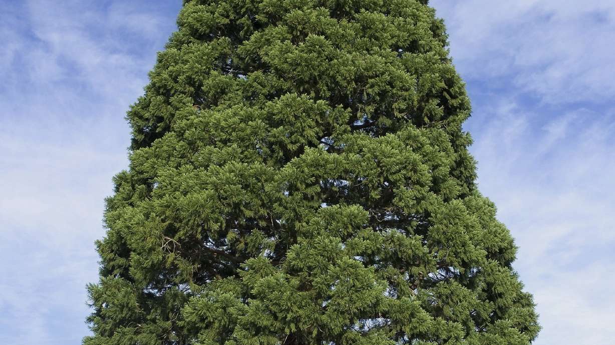 Rolling sequoia: Idaho tree tied to John Muir set for move