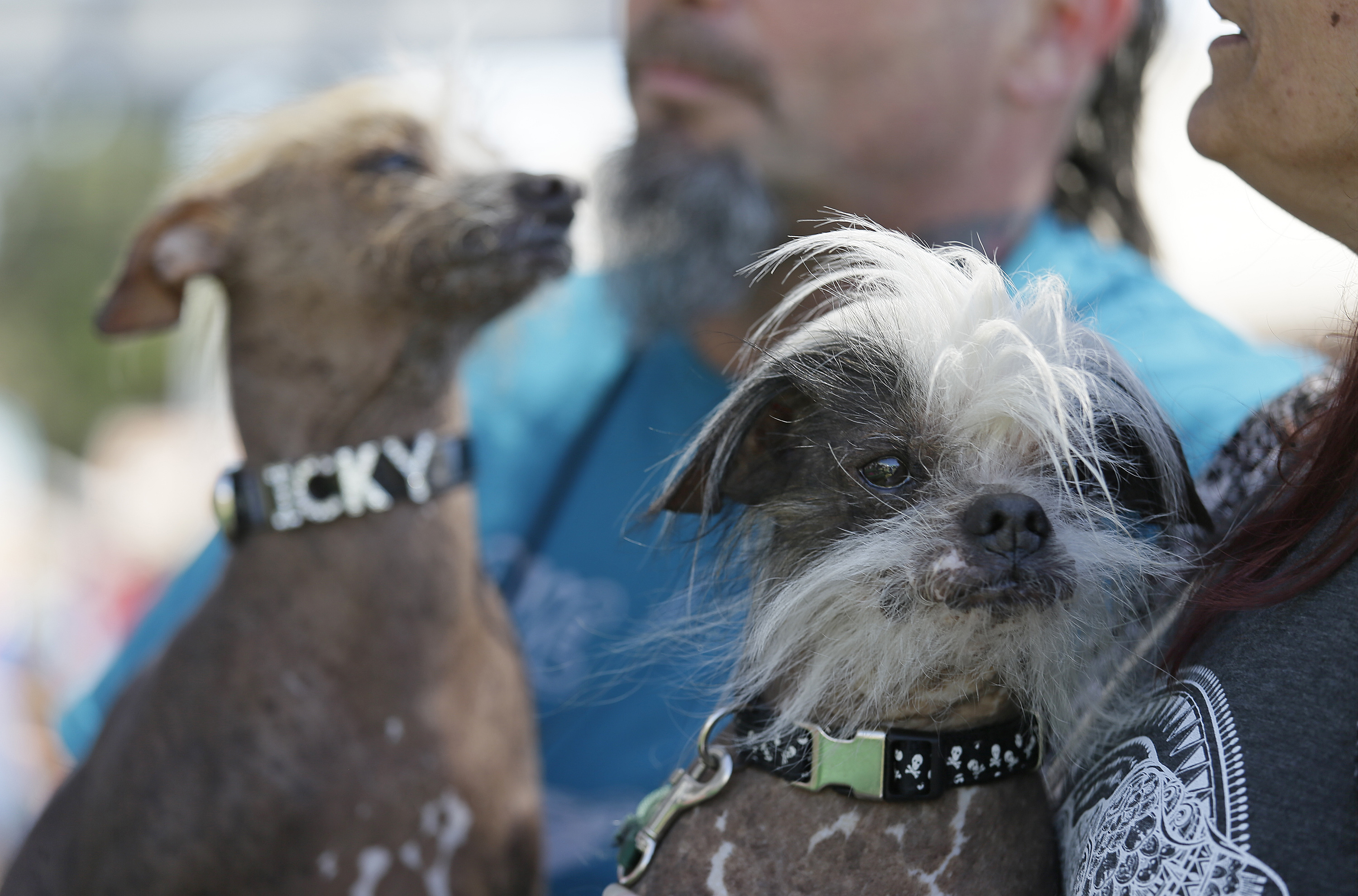 The Latest: Mastiff named Martha wins world's ugliest dog
