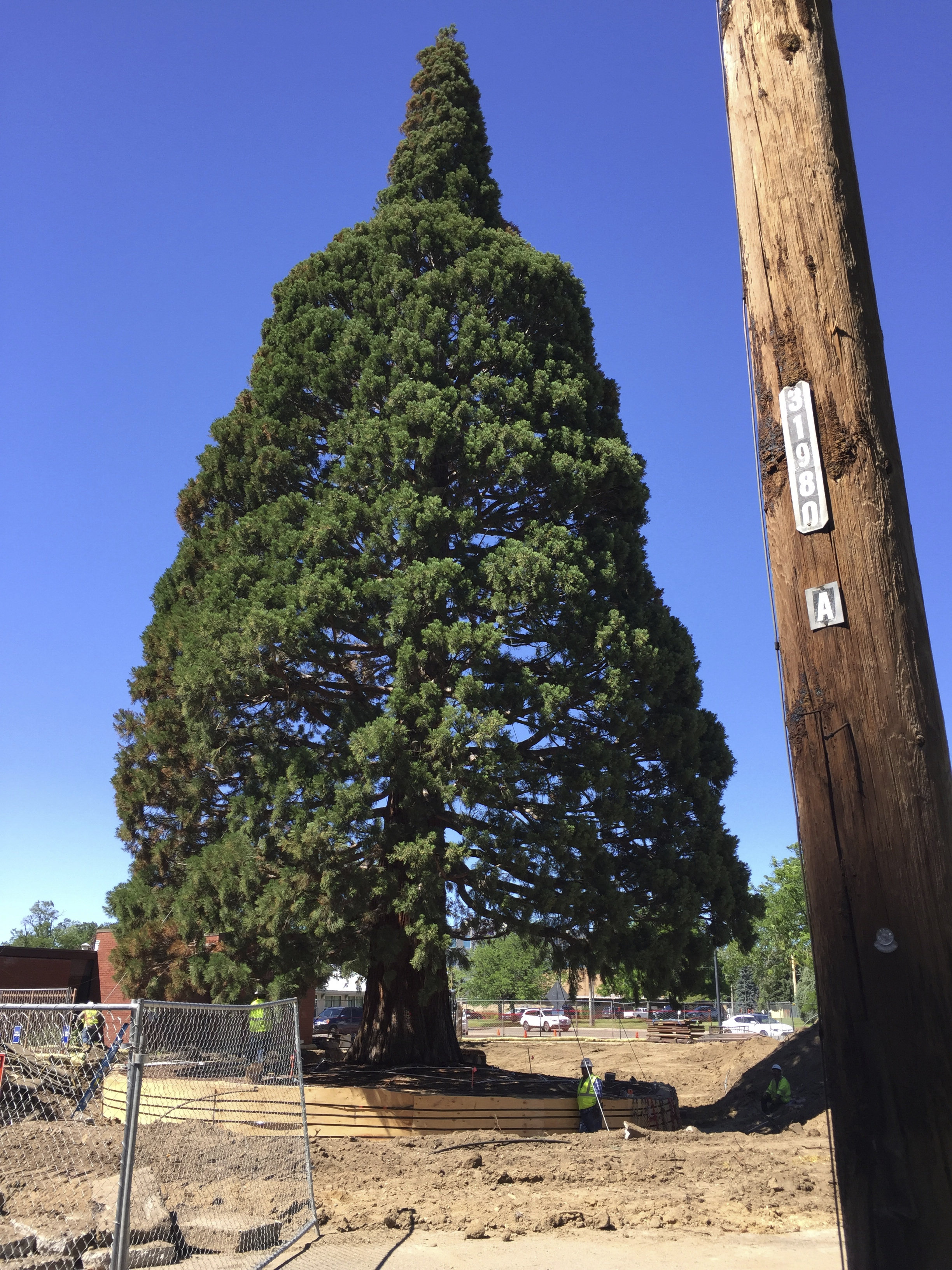 Giant sequoia move on schedule in Idaho, tree doing well