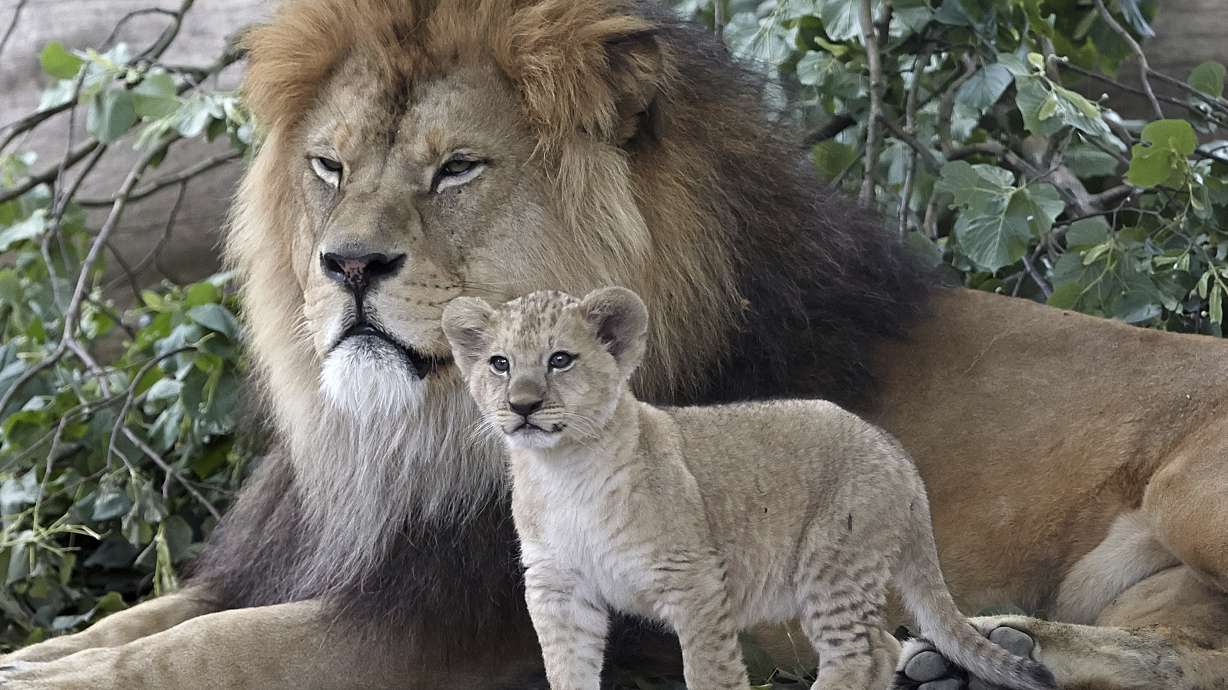 5 rare Barbary lion cubs go on show at zoo in Germany