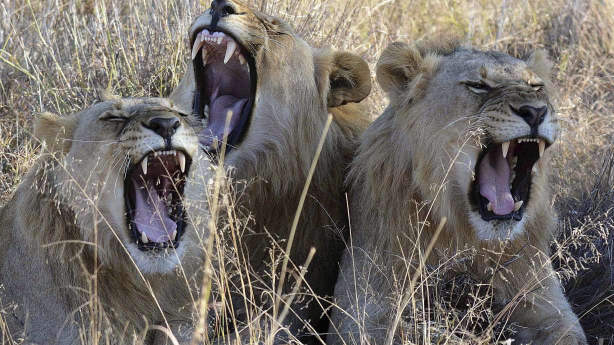 South Africa approves export of 800 lion skeletons this year