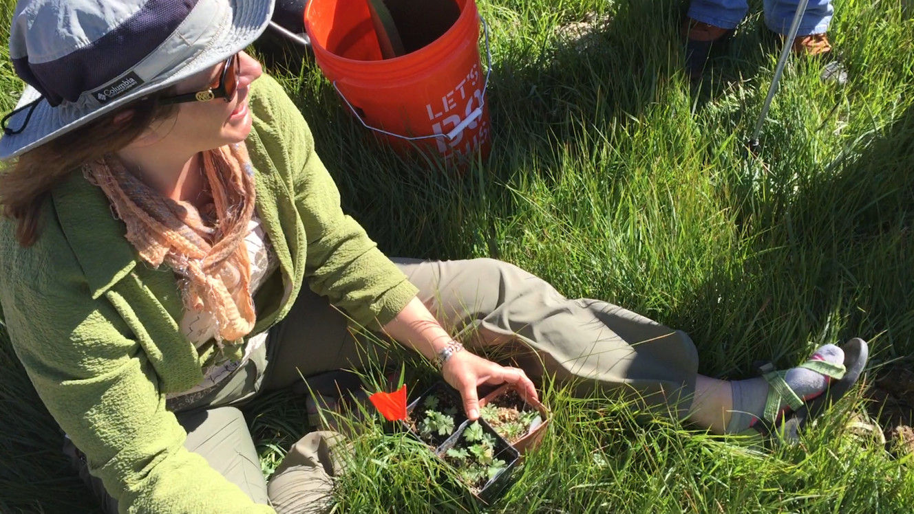 Sheila Murray, a research botanist with the Arboretum of Flagstaff, explains to a group of volunteers how they will be planting dozens of young autumn buttercup plants in a meadow near the Sevier River on Saturday, June 10, 2017. (Photo: Marc Weaver, KSL TV)