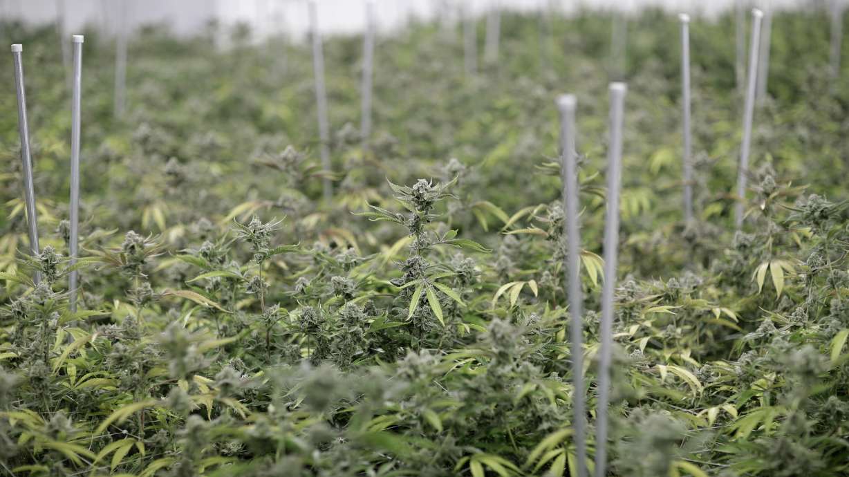 Q&A: Marijuana is legal in Nevada but not in casinos or bars