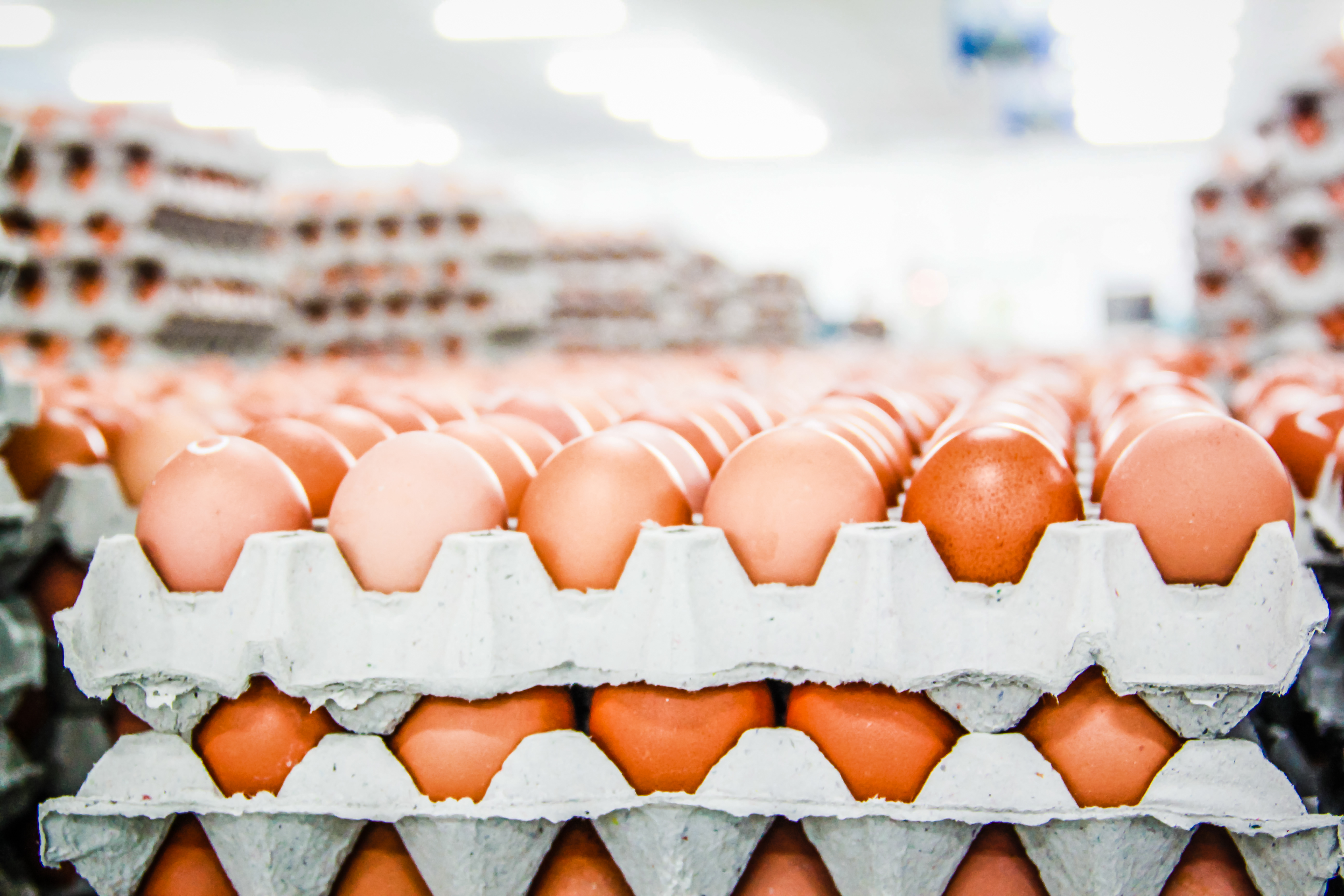 Fire at commercial egg farm kills more than 100,000 chickens