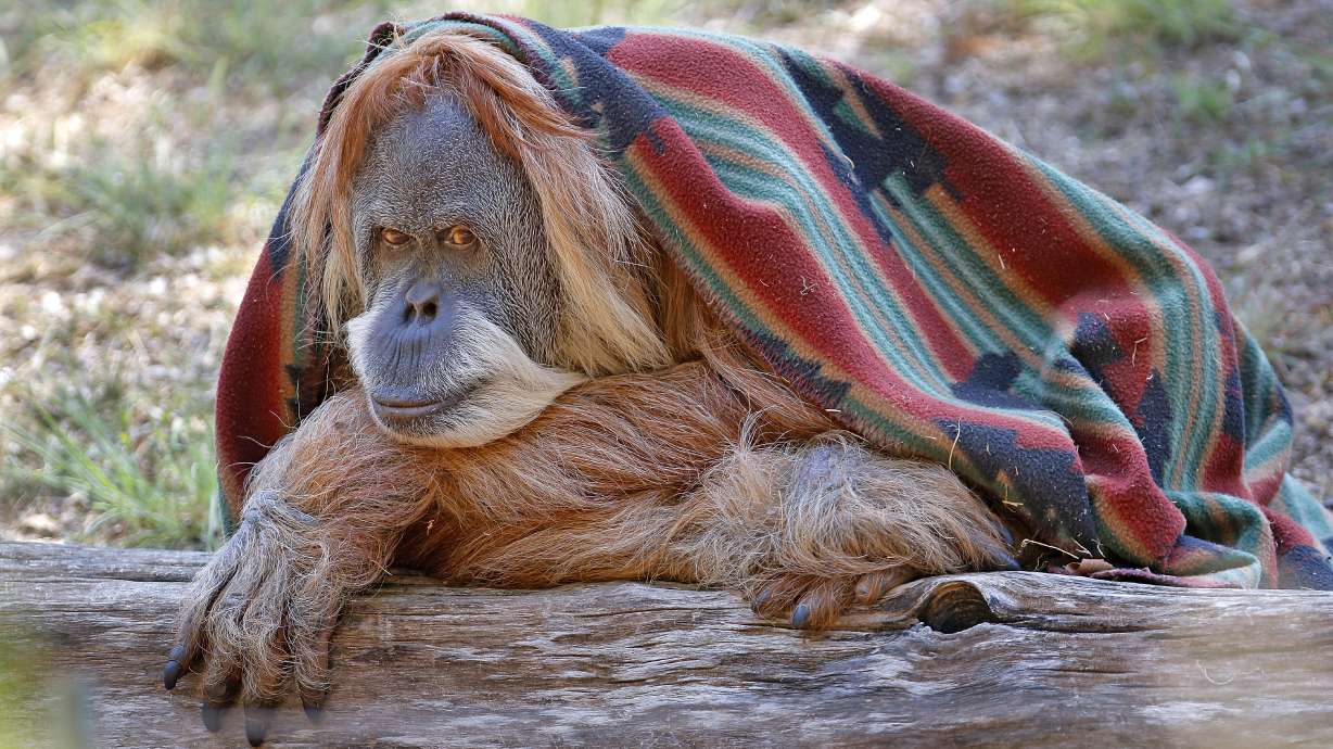 Oklahoma City zoo celebrates orangutan's 50th birthday