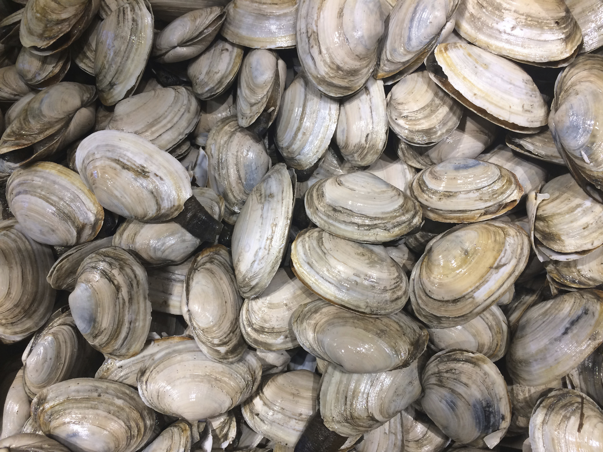Steamers out of steam? Beloved bivalves aren't happy clams
