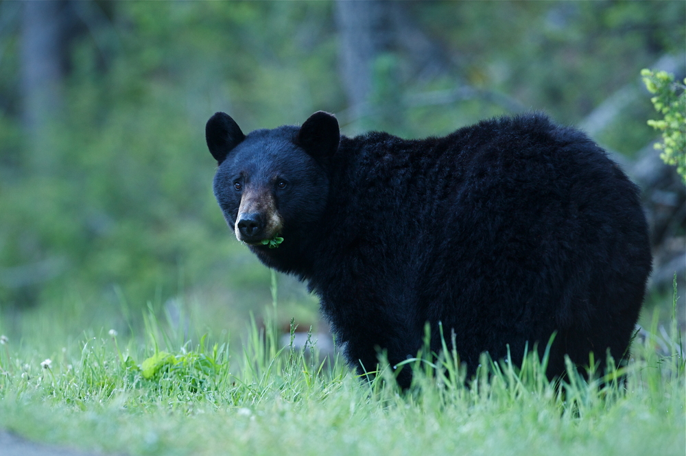 Black bear charges, bites hiker in popular Idaho forest