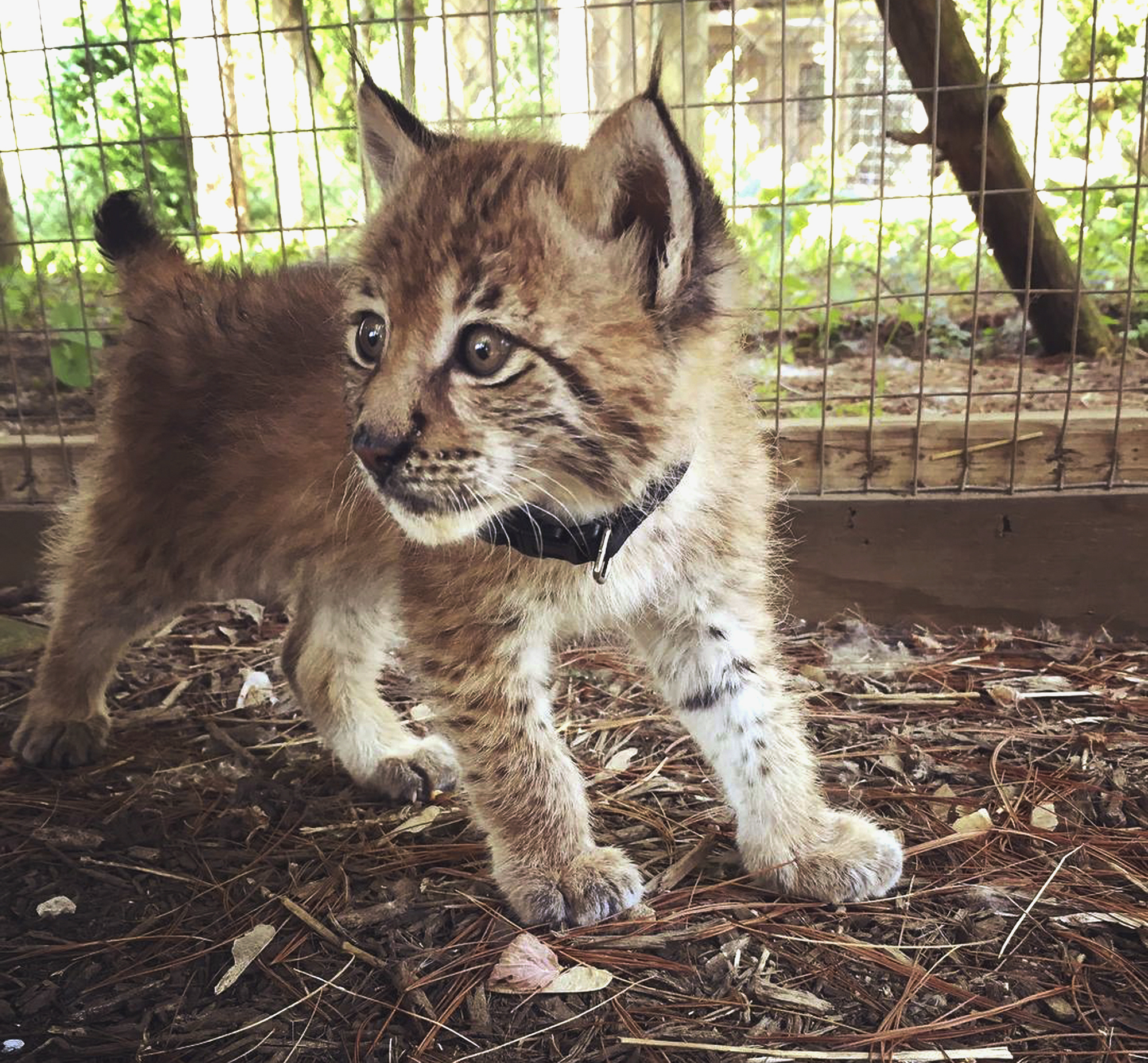Police: Missing lynx returned to Wisconsin petting zoo