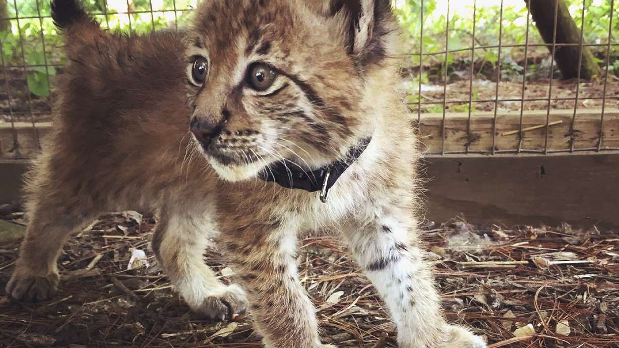 Police: Missing lynx returned to Wisconsin petting zoo