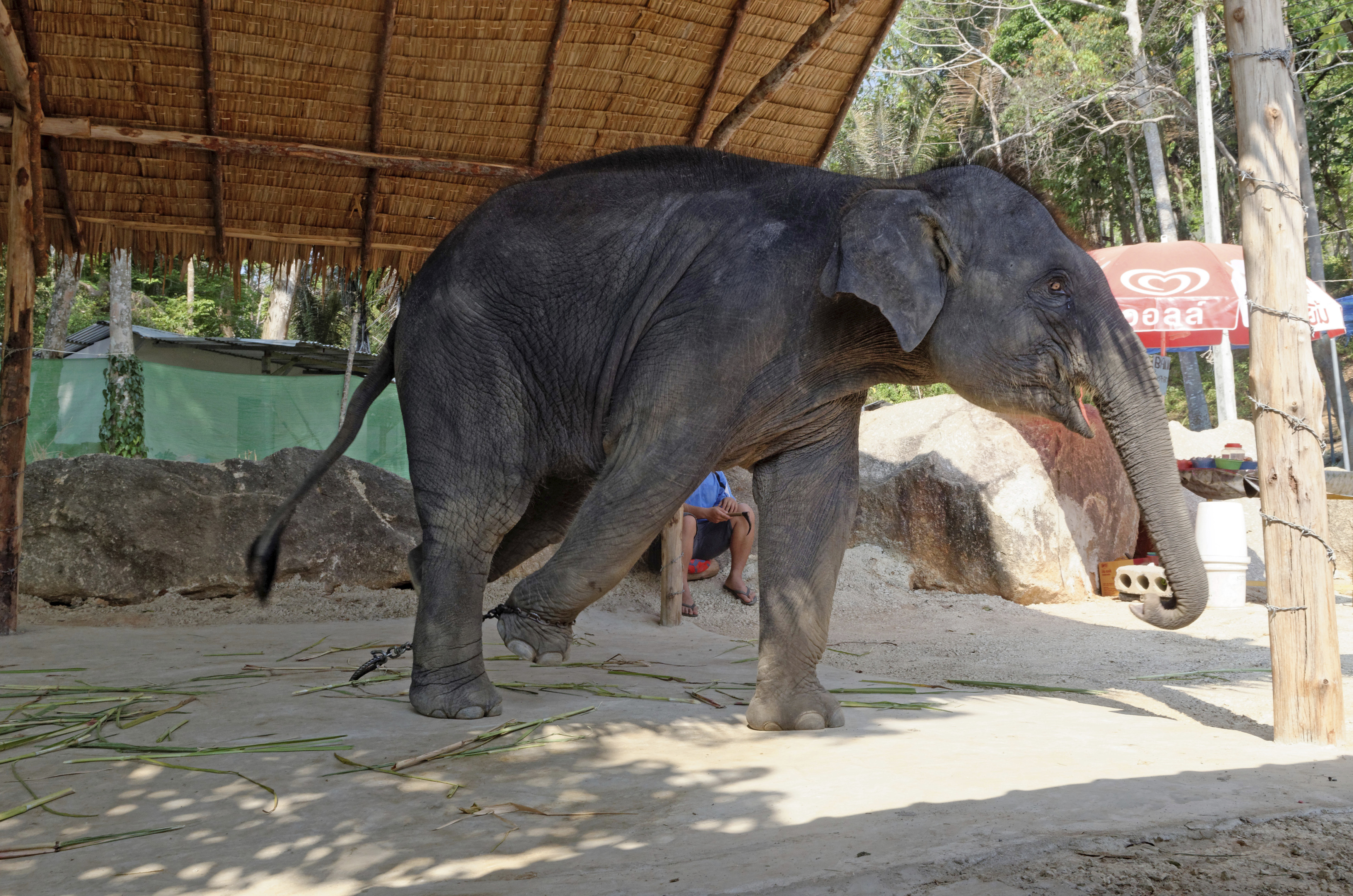 Group finds Asia's performing elephants are treated harshly