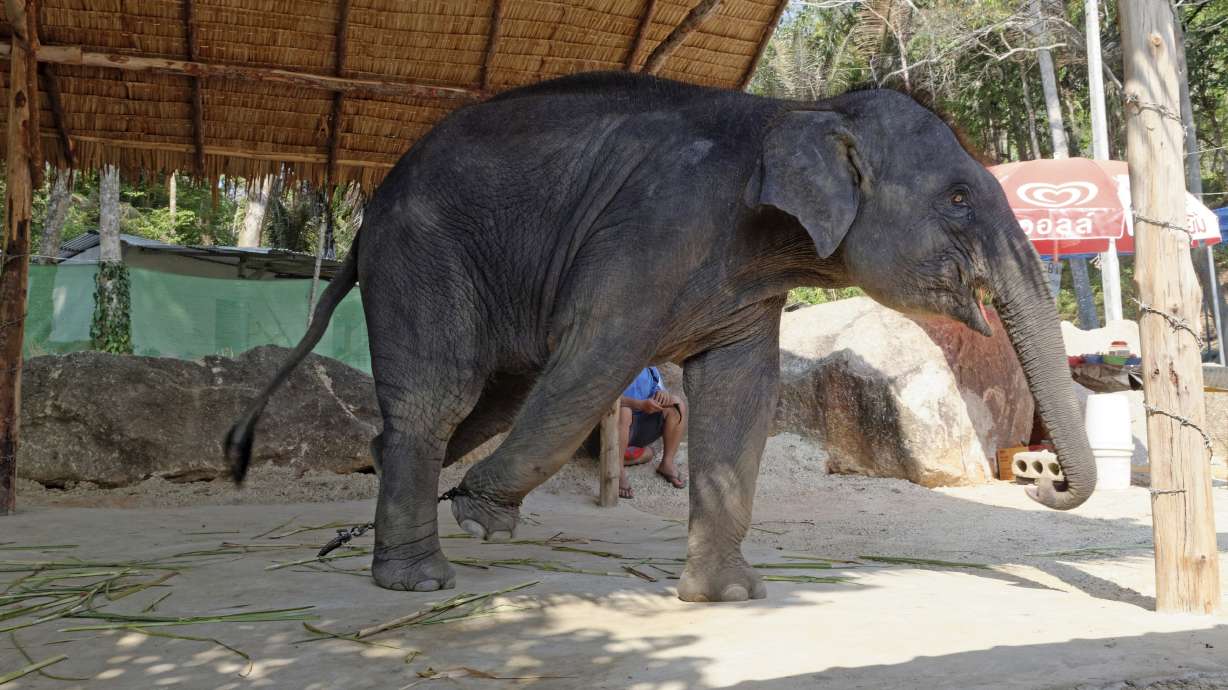 Group finds Asia's performing elephants are treated harshly