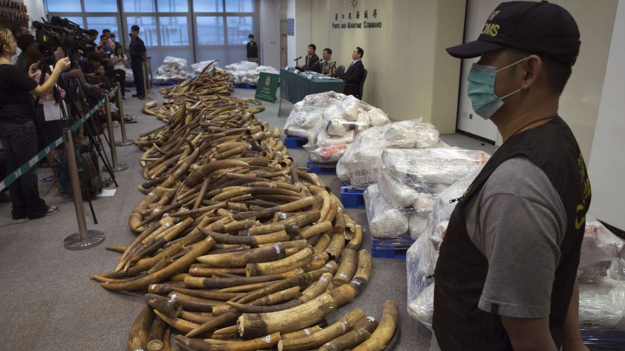 Hong Kong seizes $9M worth of ivory in Malaysia shipment