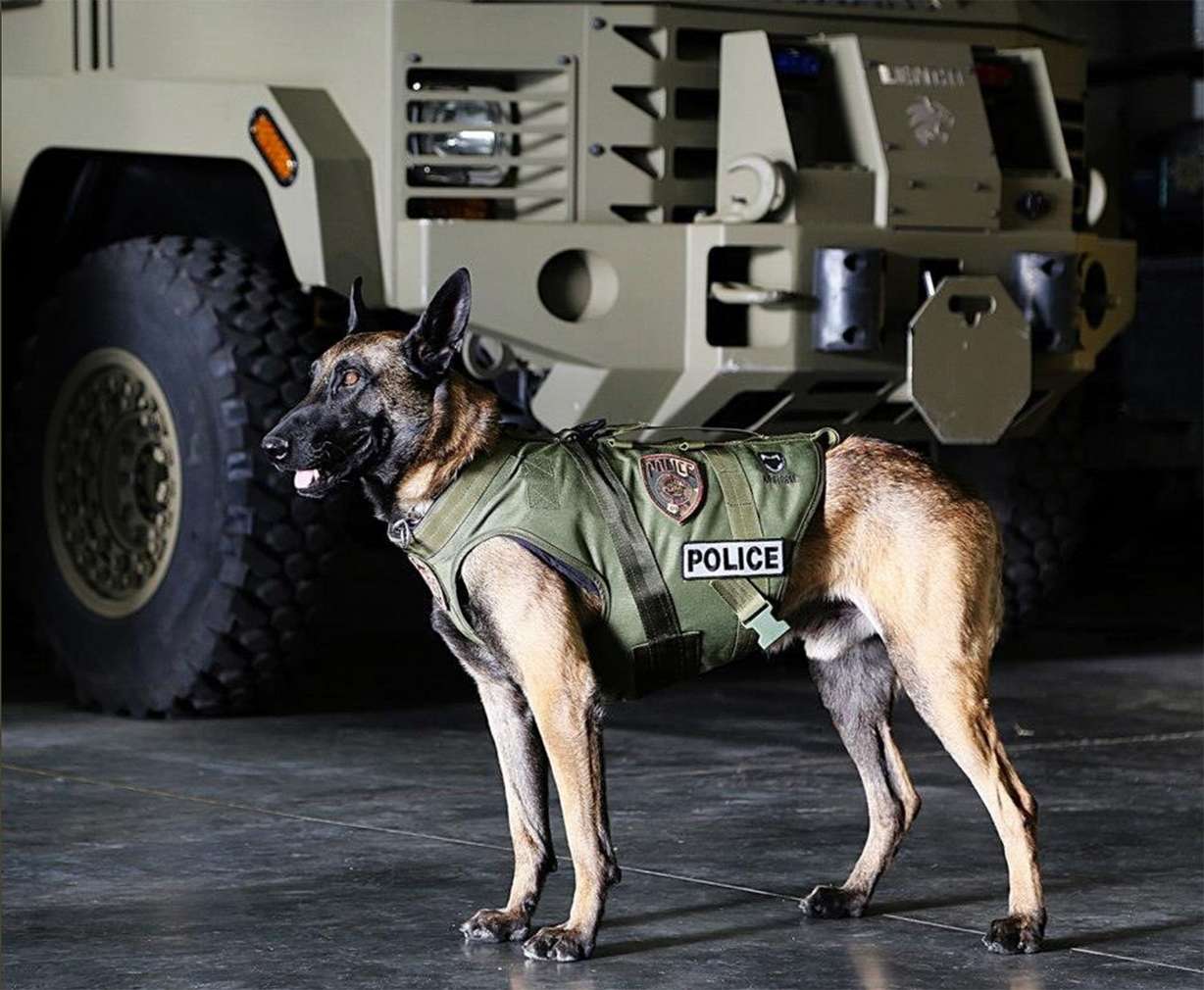 Dingo. (Photo: Unified Police Department)