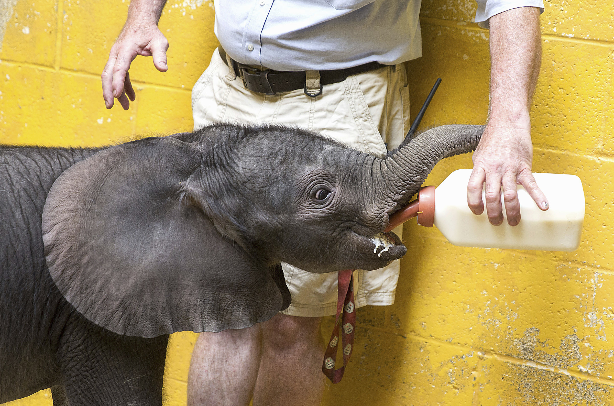 Visitors get first look at Pittsburgh Zoo's baby elephant