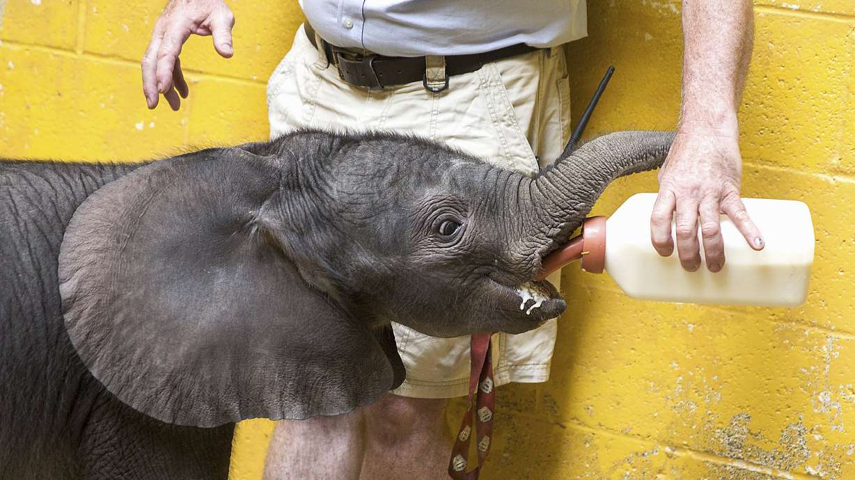 Visitors get first look at Pittsburgh Zoo's baby elephant