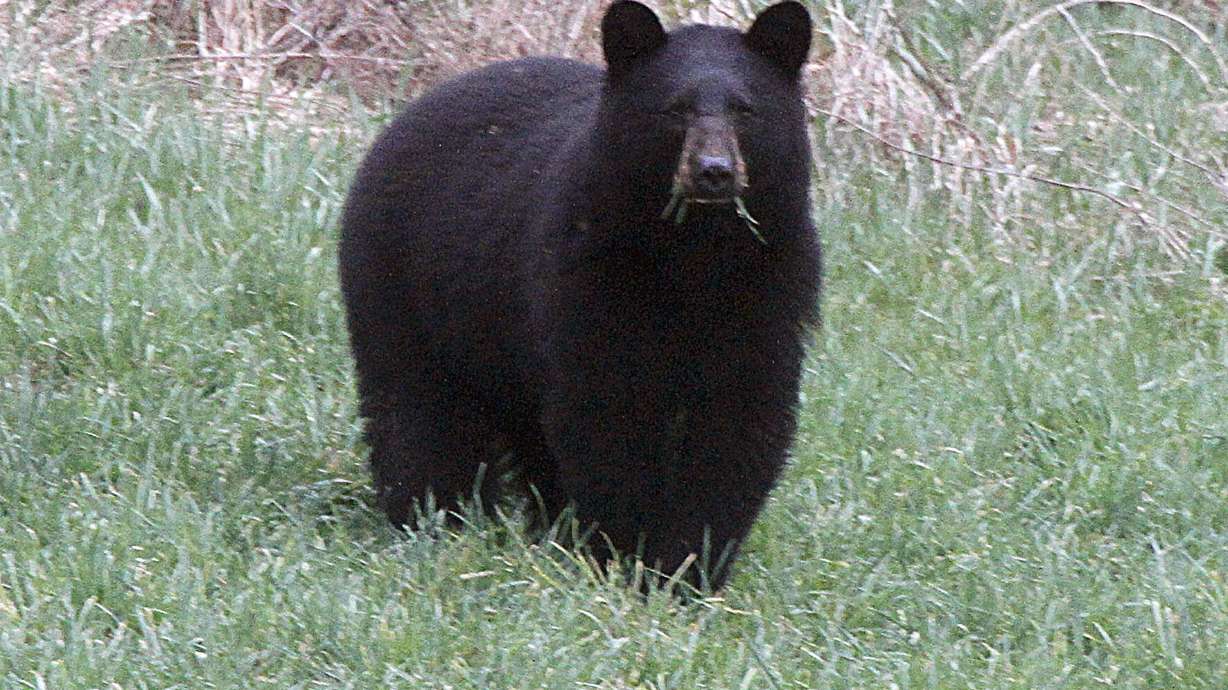 Teen bit in head by bear wakes up to 'crunching sound'