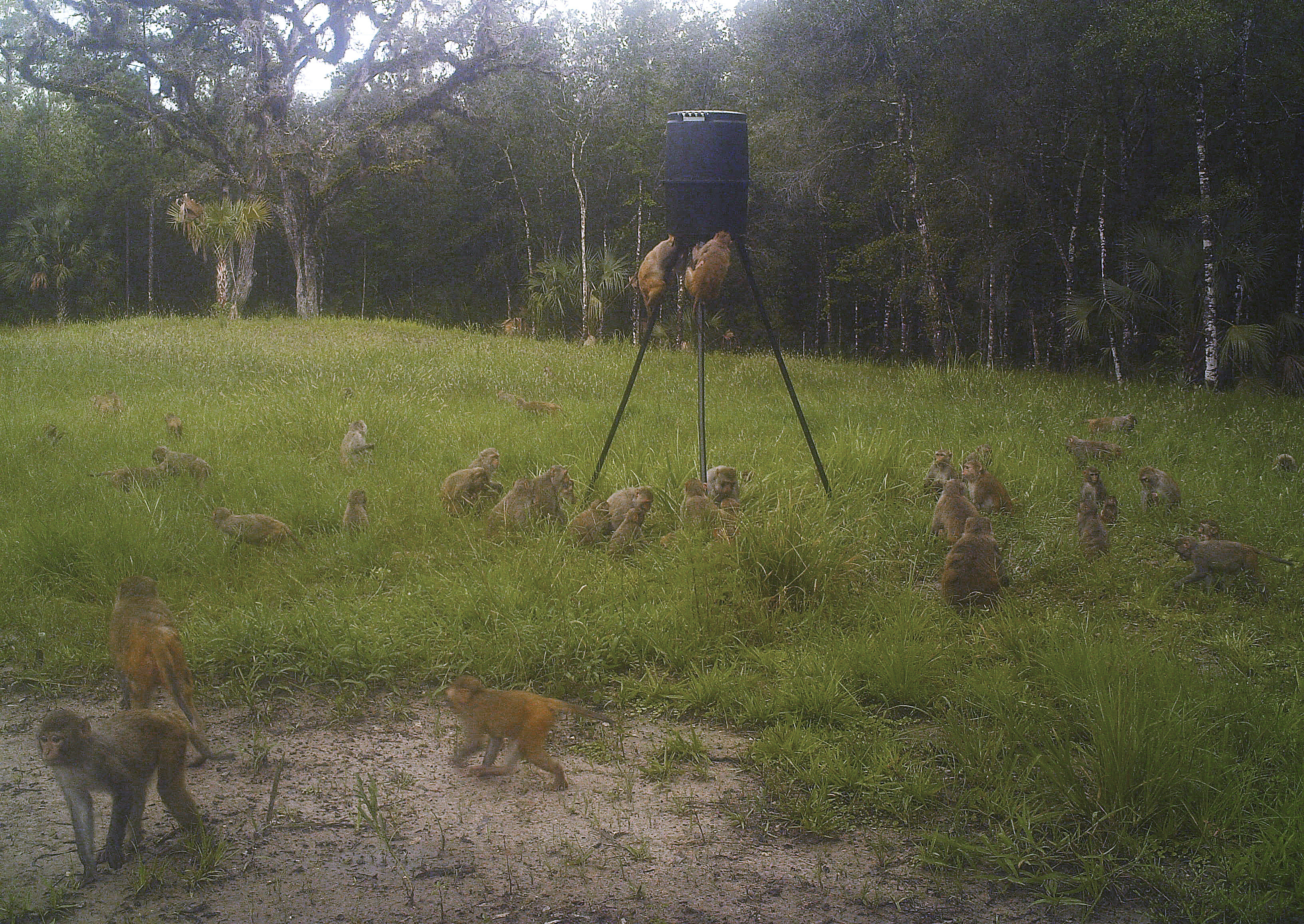 Wild primates in Florida park: Monkey shenanigans on rise