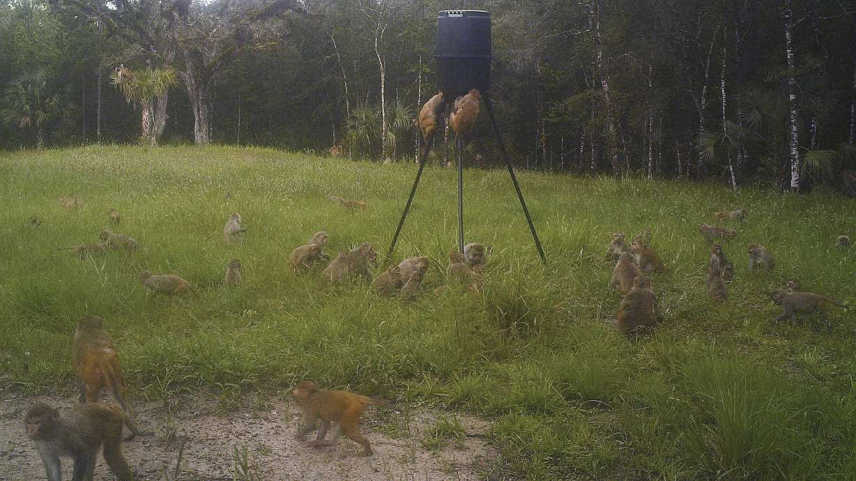 Wild primates in Florida park: Monkey shenanigans on rise