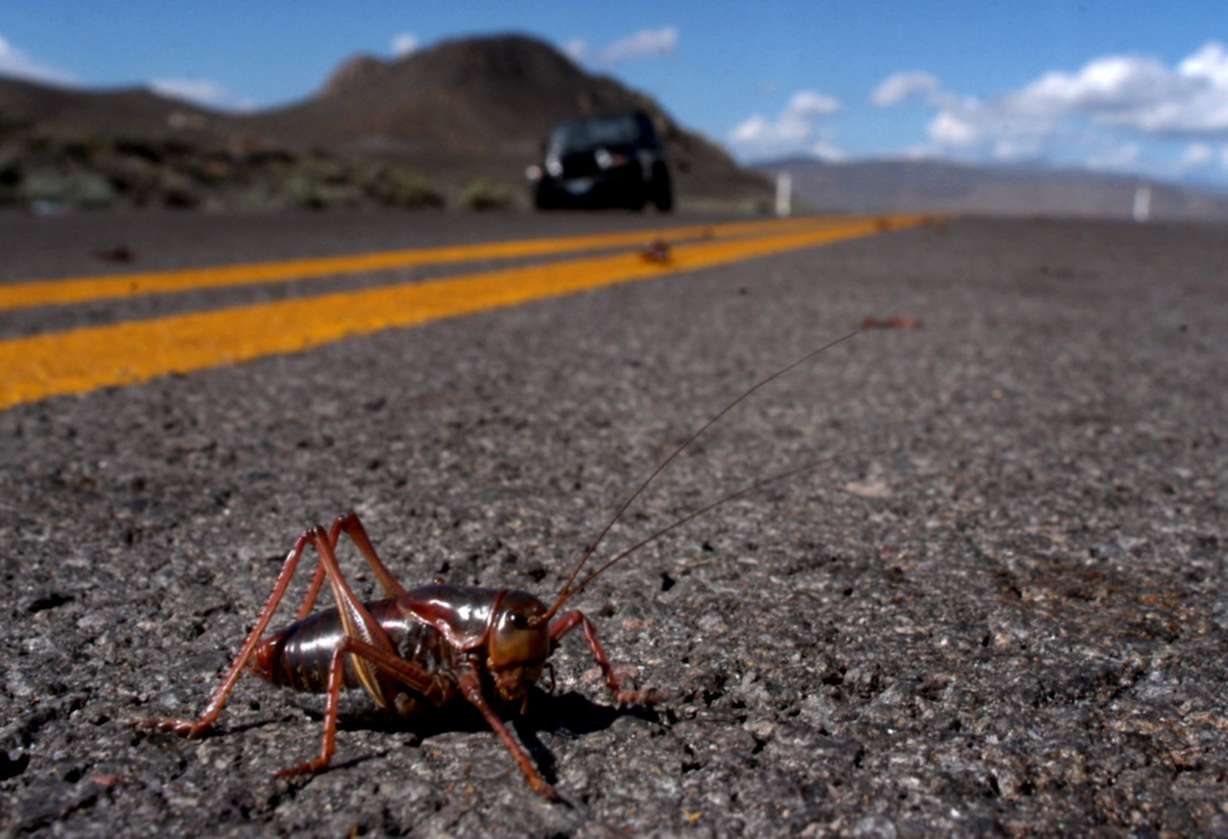 FILE - In this May 4, 2004, file photo, a Mormon cricket crosses Pyramid Highway north of Sparks, Nev. Farmers in the U.S. West face a creepy scourge every eight years or so: Swarms of ravenous insects that can decimate crops and cause slippery, bug-slick car crashes as they march across highways and roads. The 2017 swarms are affecting Idaho, Oregon, and other Western states. (Andy Barron/The Reno Gazette-Journal via AP, File)