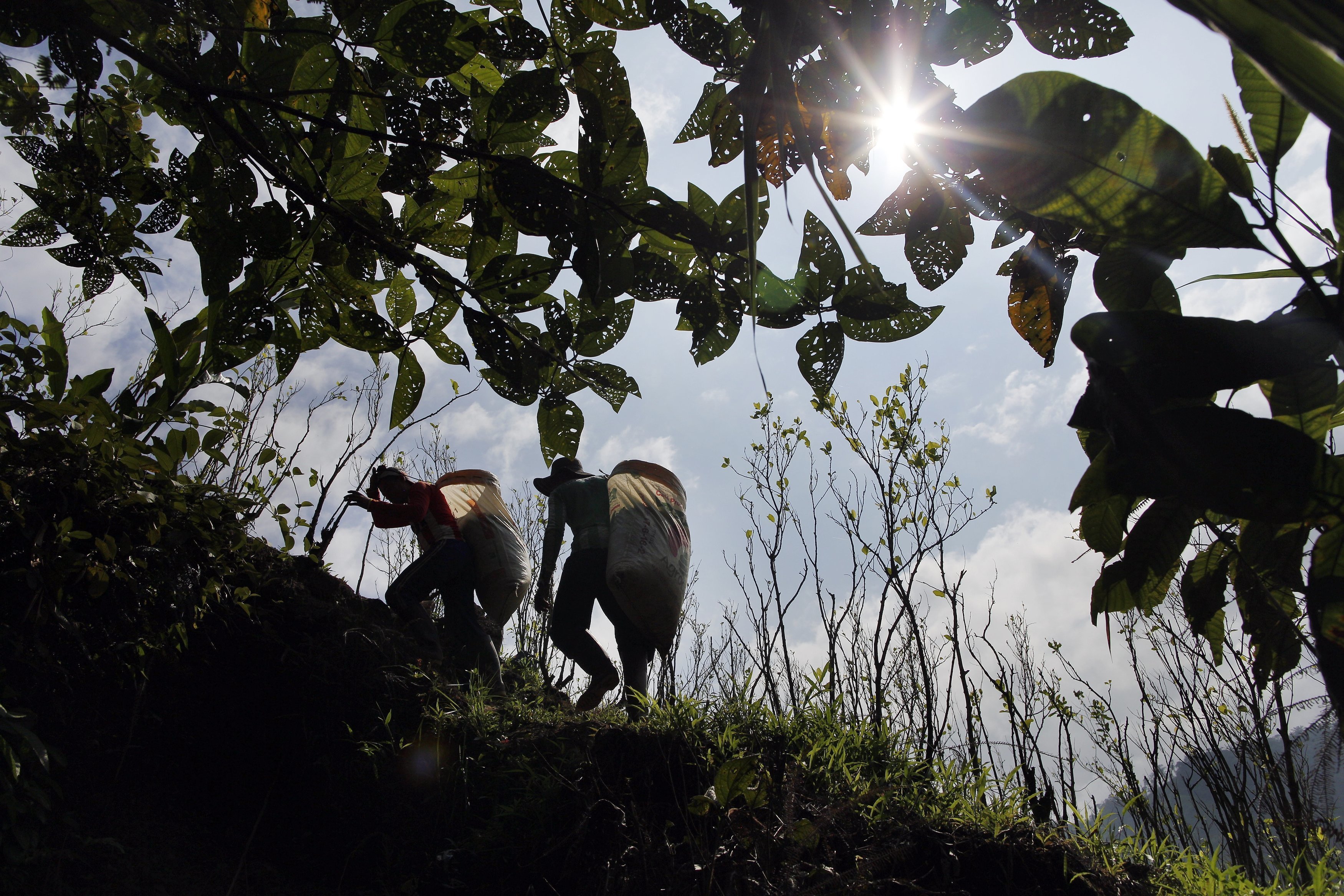UN: Production of coca leaf surges in Colombia