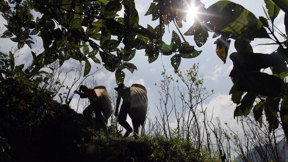 UN: Production of coca leaf surges in Colombia