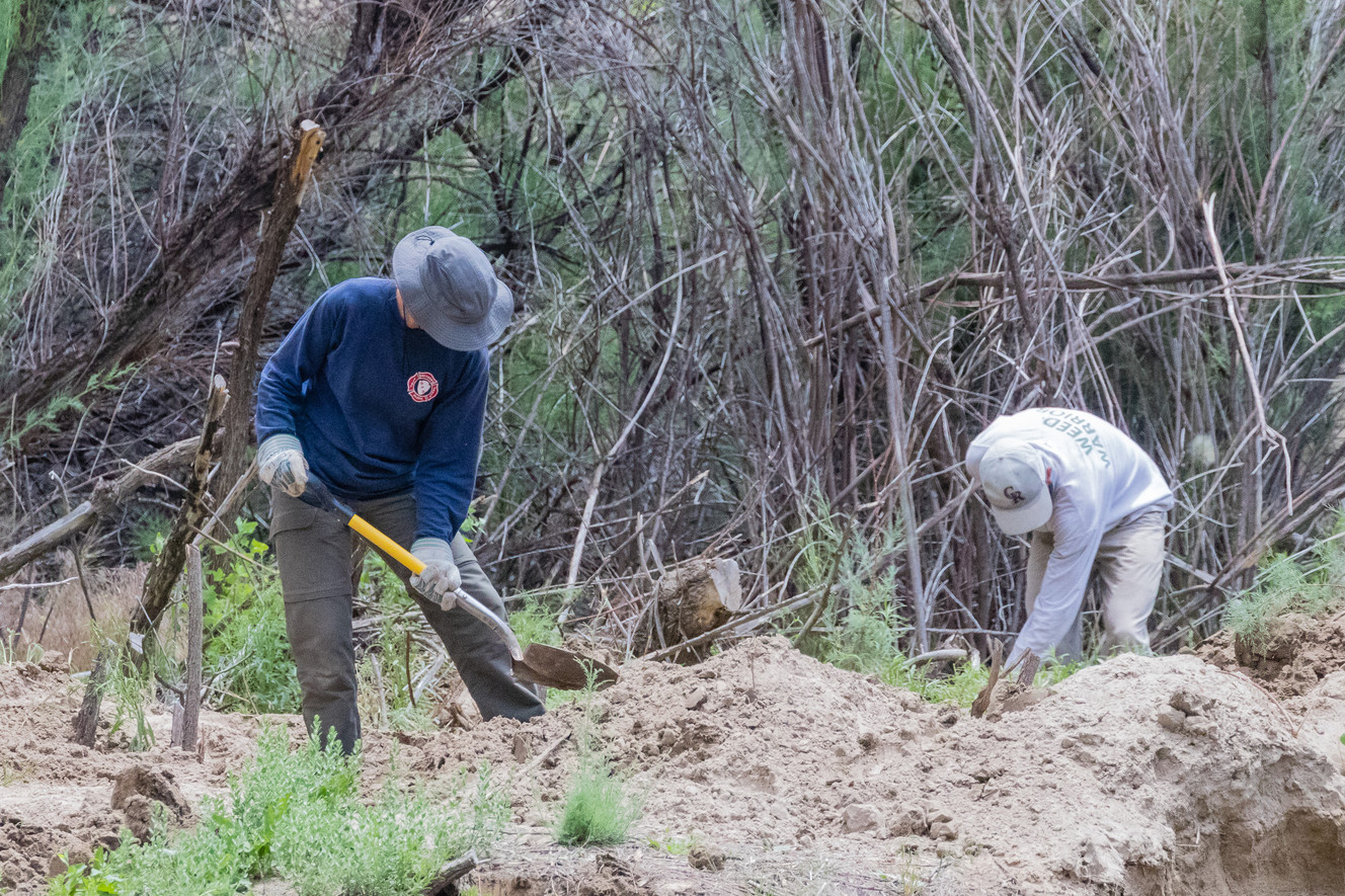 Volunteer weed warriors work to remove invasive tamarisk plants at Mitten Park on the Green River in Dinosaur National Monument on June 21, 2017. (Photo: Dave Cawley, KSL Newsradio)
