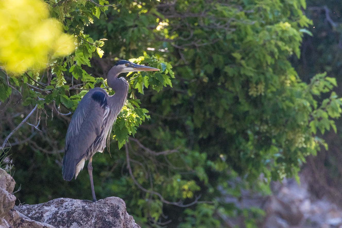 A Great Blue Heron watches the Green River in Dinosaur National Monument's Whirlpool Canyon on June 22, 2017. (Photo: Dave Cawley, KSL Newsradio)