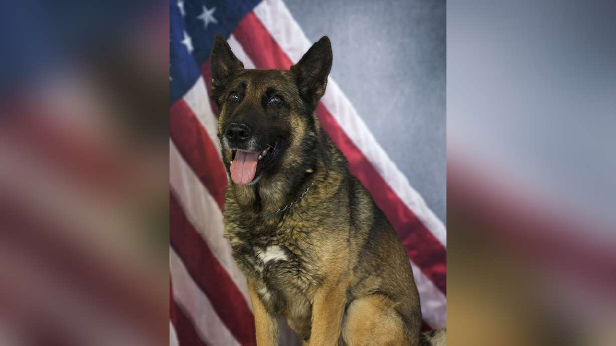 Probation, community service ordered for ex-deputy in K-9's hot car death