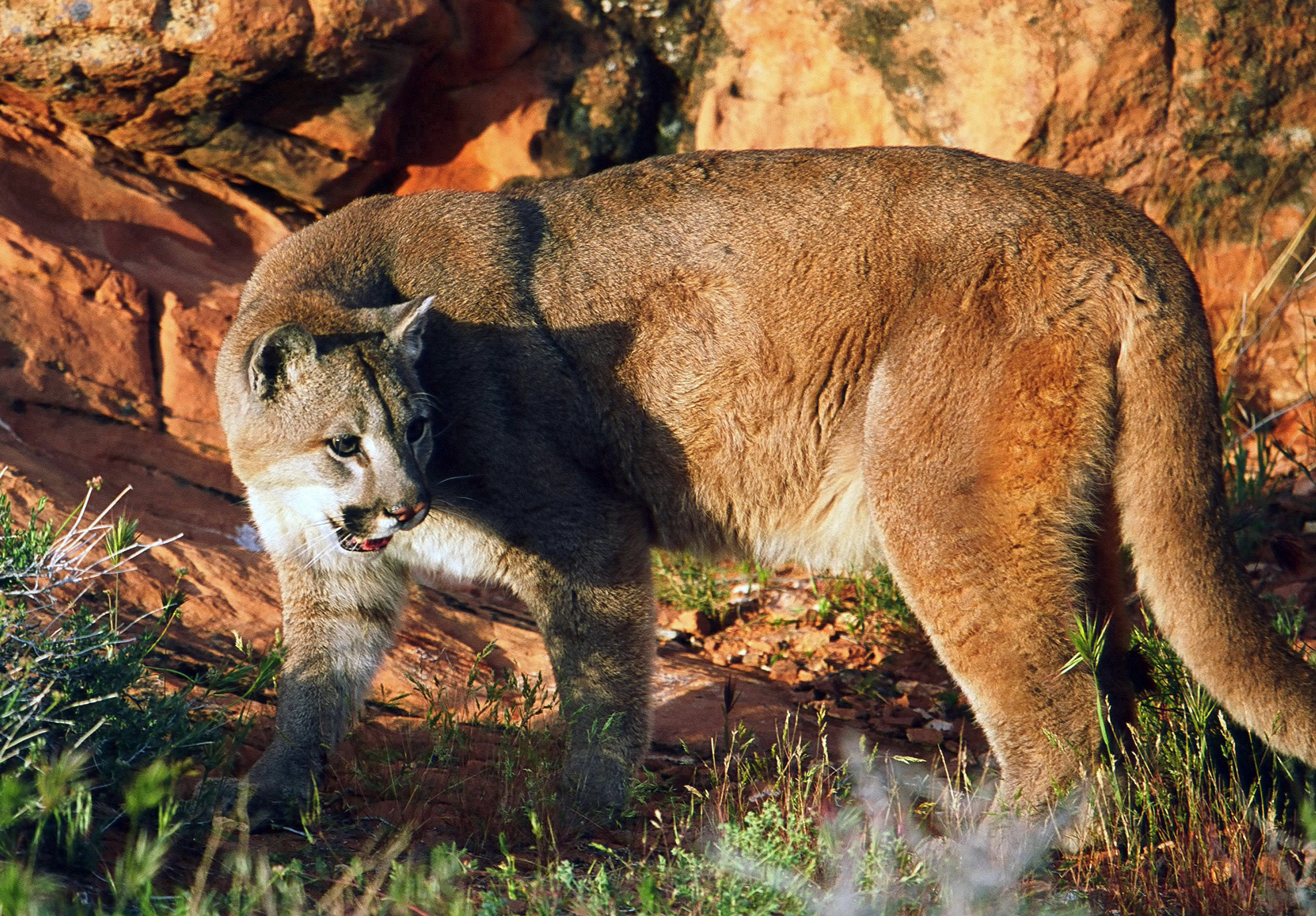 Wildlife board approves more cougar hunting permits for 2018-19 season