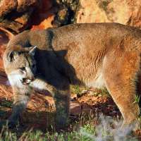 Wildlife board approves more cougar hunting permits for 2018-19 season