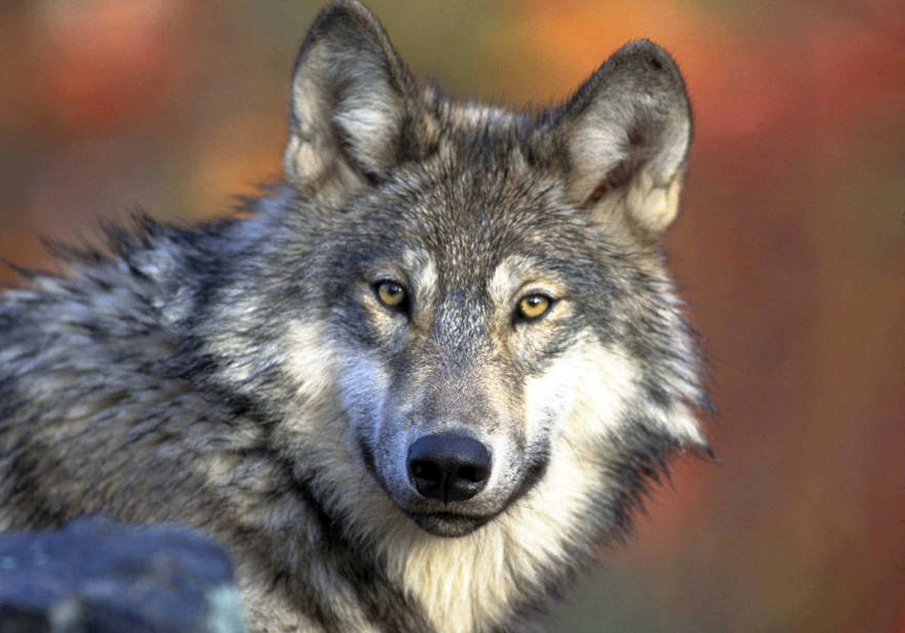 GOP targets Endangered Species Act as protections lifted