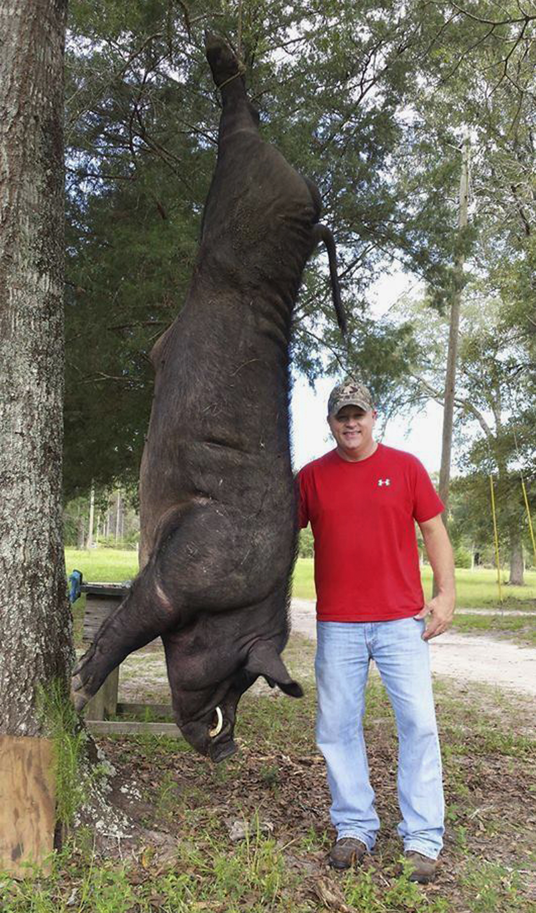 820-pound hog shot in Alabama may have fled neighbor's pen