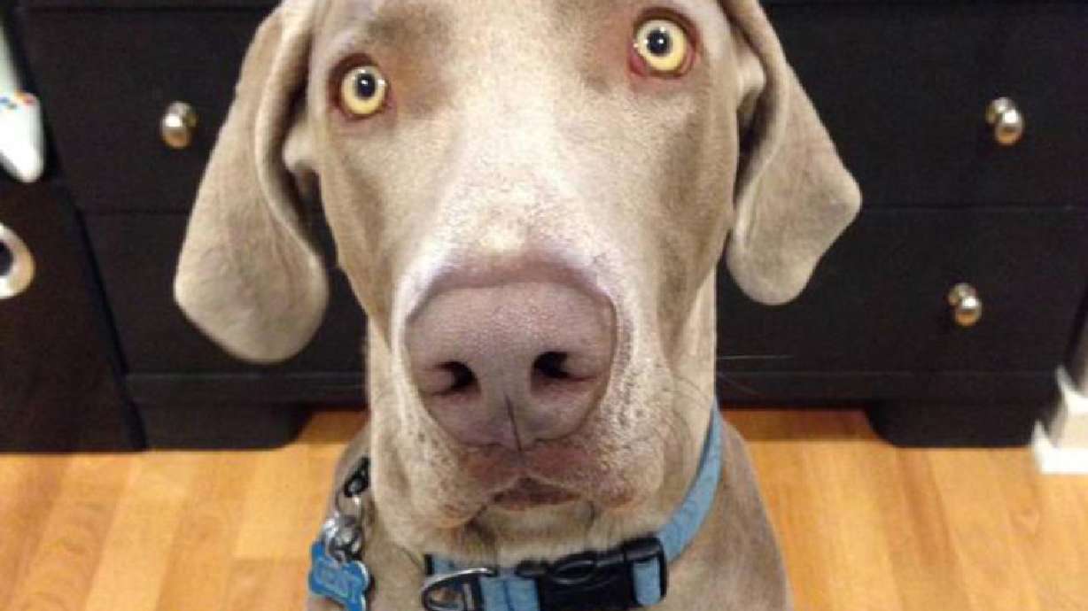 High court upholds dismissal of lawsuit from owner of dog shot by police