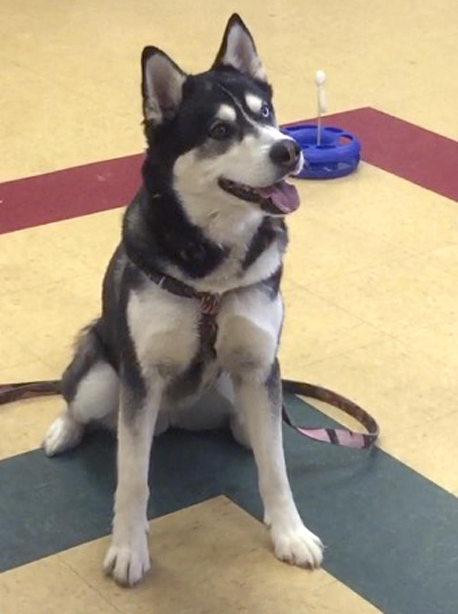 Judge Oks deal to spare life of dog that got disputed pardon