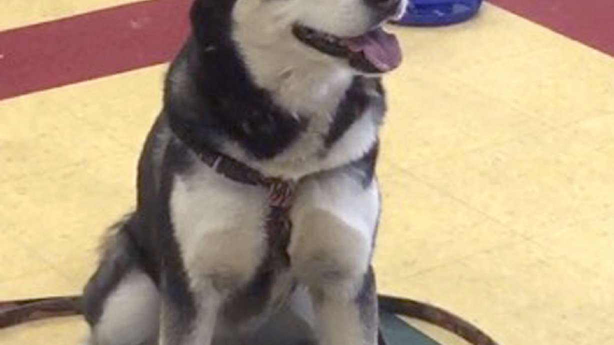 Judge Oks deal to spare life of dog that got disputed pardon