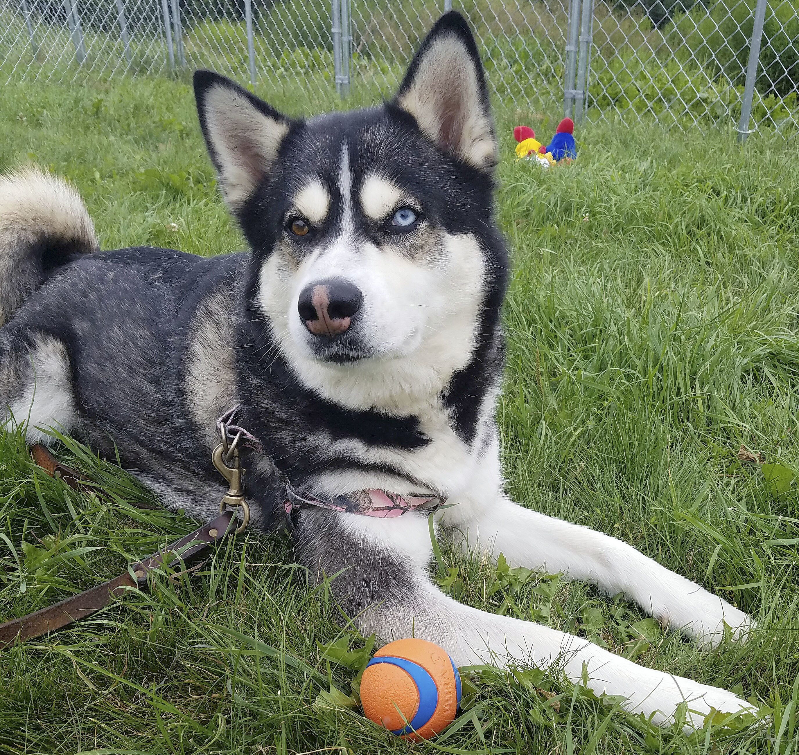 Maine governor isn't giving up on pardoning pooch