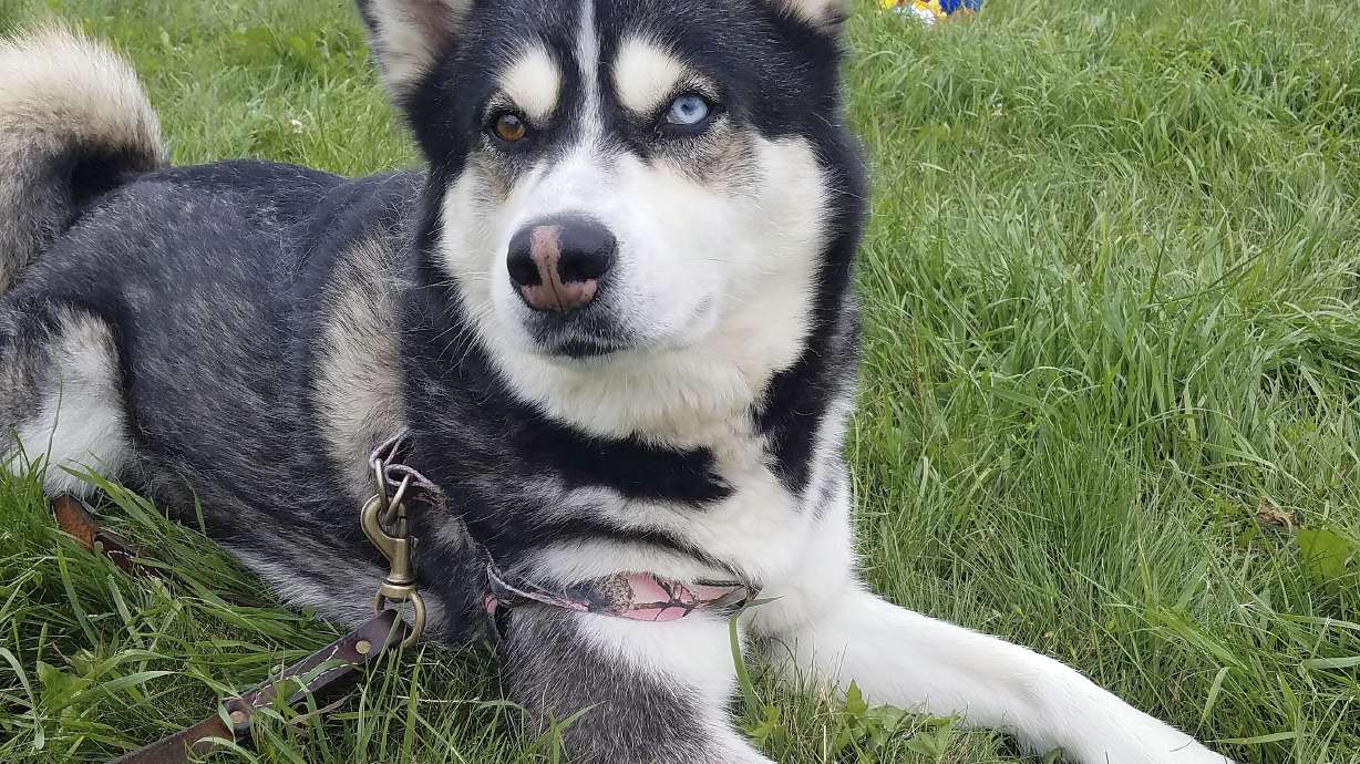 Maine governor isn't giving up on pardoning pooch