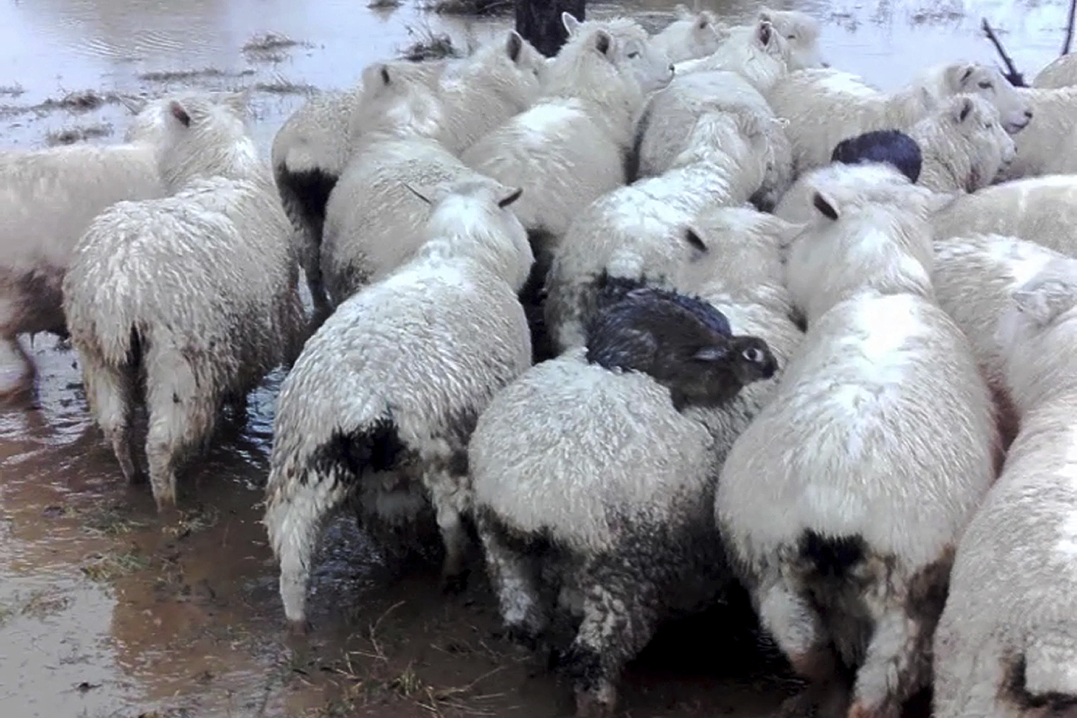 Hop on! Wild rabbits surf on sheep to flee New Zealand flood