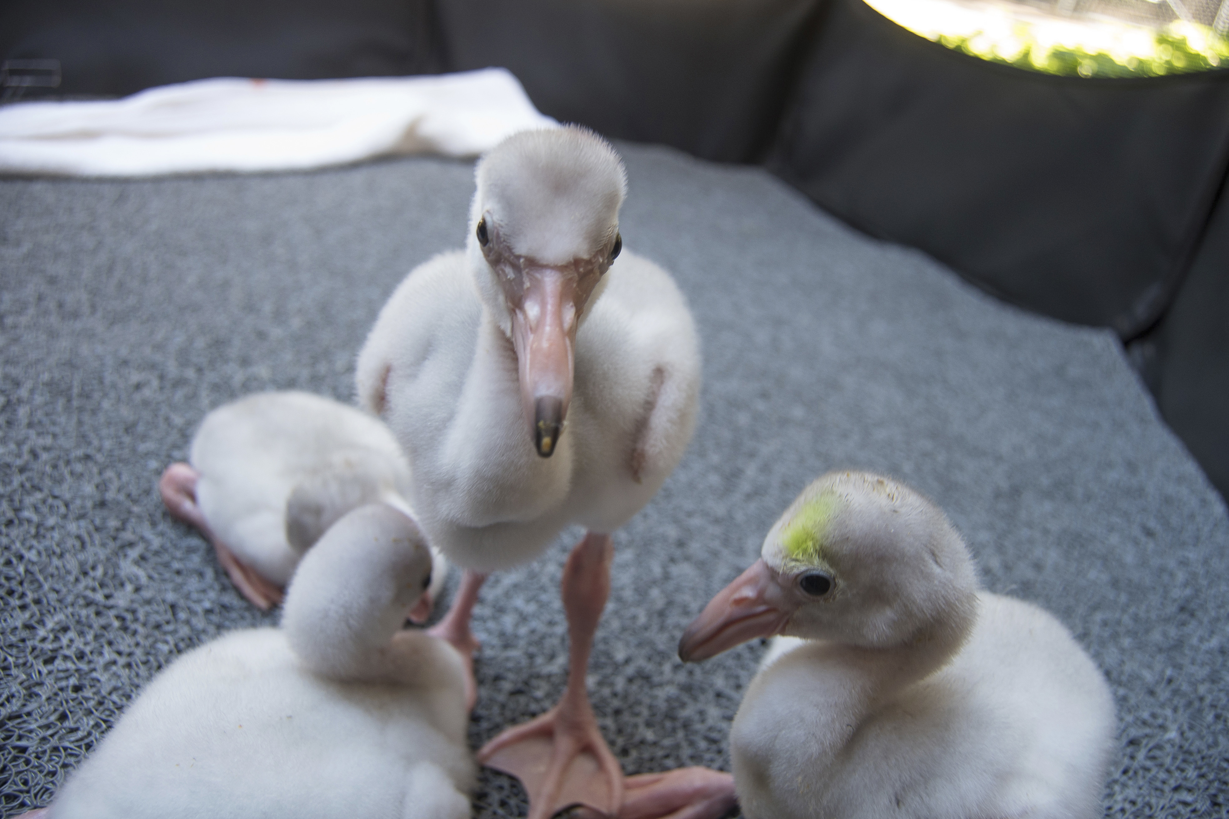 California zoo welcomes 5 baby flamingos after chick drought