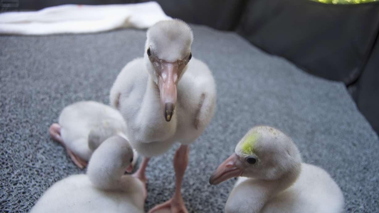 California zoo welcomes 5 baby flamingos after chick drought