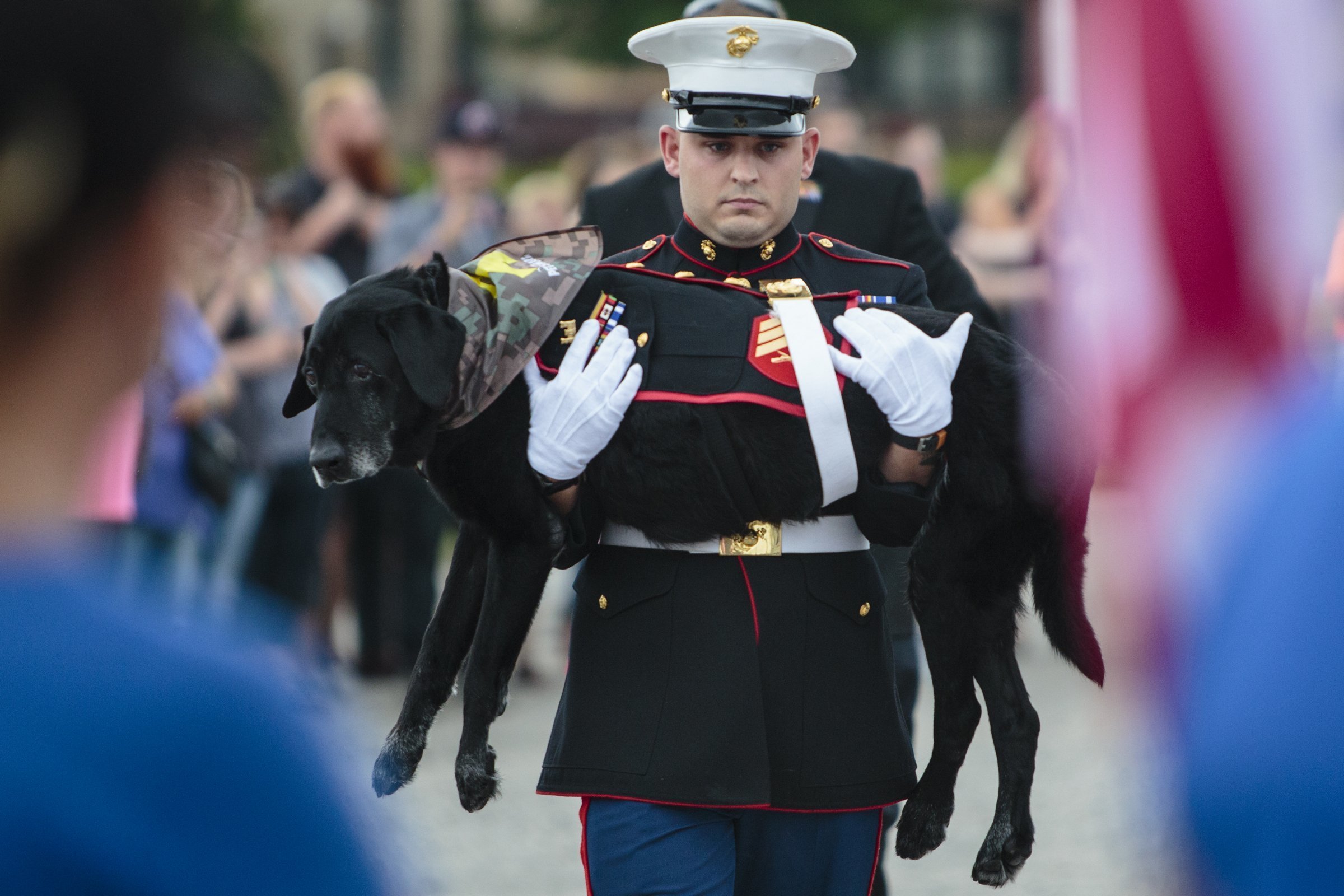 Marine dog with cancer gets tear-filled farewell